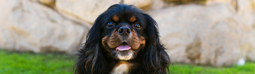 A photo of a black and brown cavalier spaniel in the grass near a wall